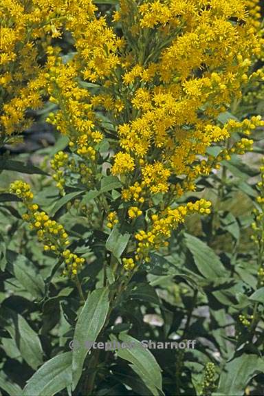 solidago spectabilis 1 graphic